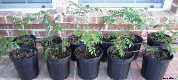 Growing Curry Leaf Plants in Pots / Containers