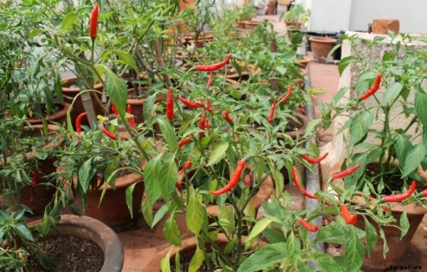 Growing Chilli in Pots (Peppers) Information