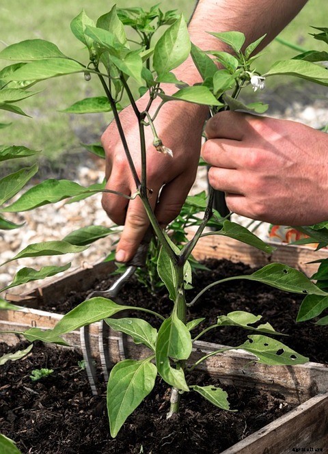 Growing Chilli in Pots (Peppers) Information