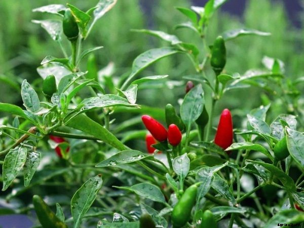 Growing Chilli in Pots (Peppers) Information