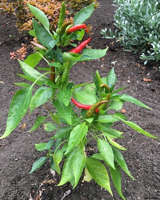 Growing Chilli in Pots (Peppers) Information