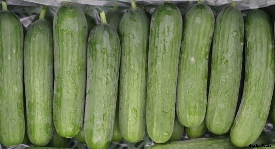 Growing Cucumbers In Containers Information