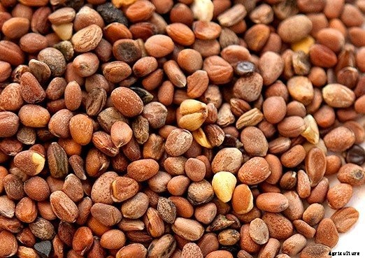 Growing Radish In Containers Information