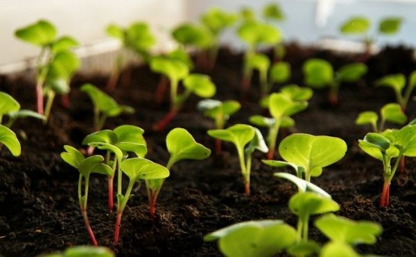 Growing Radish In Containers Information