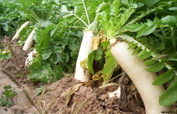 Growing Radish In Containers Information