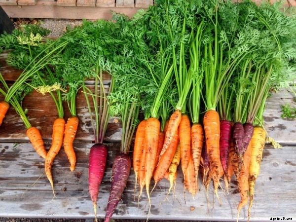 Growing Carrots In Container Information