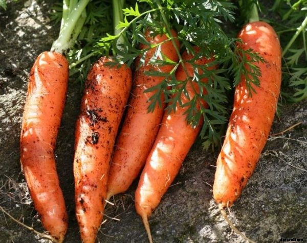 Growing Carrots In Container Information