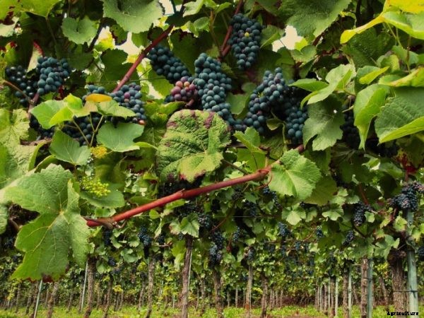 Sustainable Agriculture Farming For Beginners