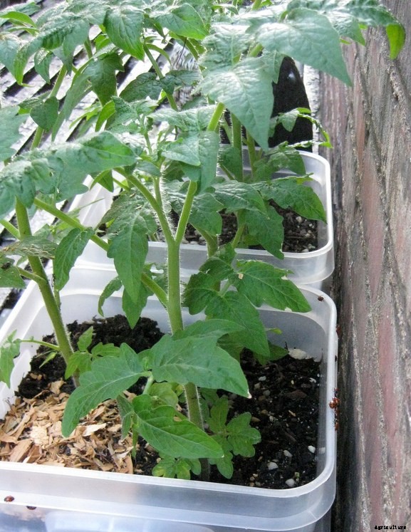 Organic Vegetable Gardening Information