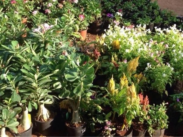 Plant Nursery Information For Beginners