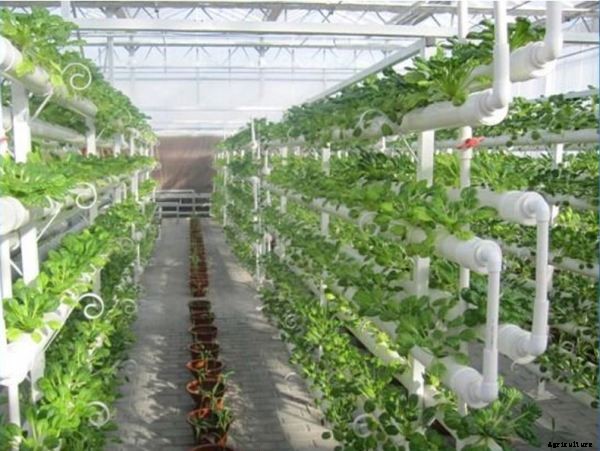 Vertical Cultivation Information For Beginners