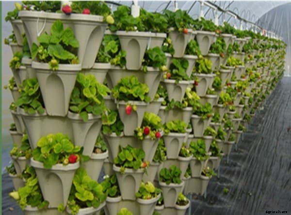 Vertical Cultivation Information For Beginners