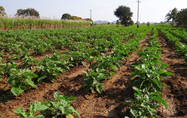 Brinjal Varieties and Diseases Information