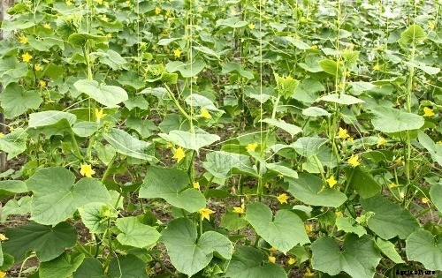 Greenhouse Cucumber Production Guide