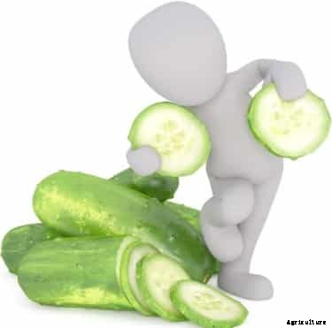 Greenhouse Cucumber Production Guide