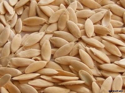 Greenhouse Cucumber Production Guide