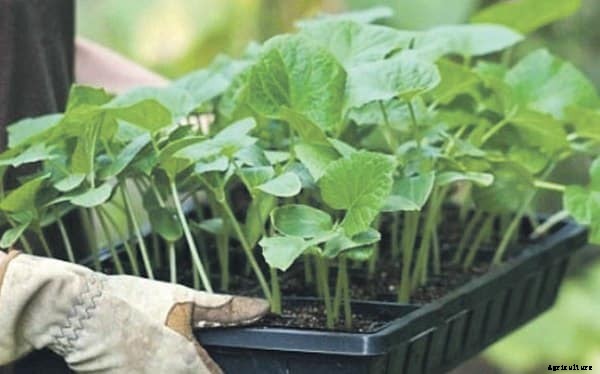 Greenhouse Cucumber Production Guide