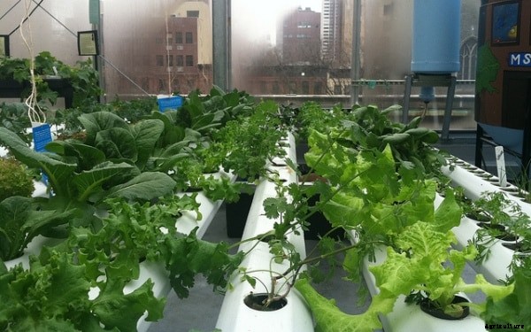 Indoor Gardening – A Beginners Guide