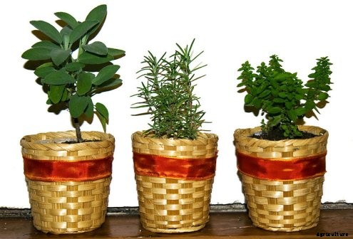 Indoor Gardening – A Beginners Guide