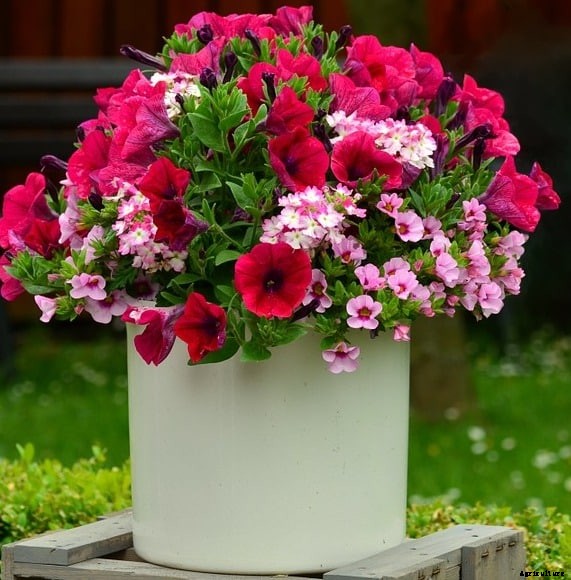 Indoor Gardening – A Beginners Guide