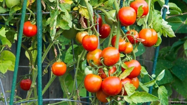 Growing Vegetables in Pots / Containers