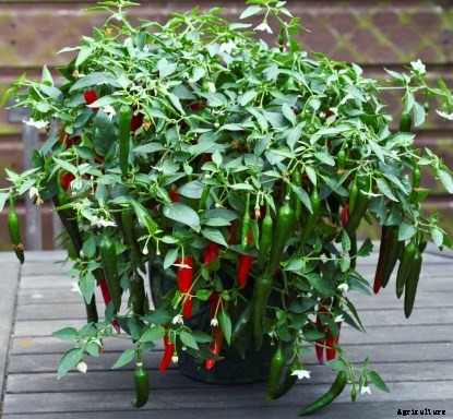 Growing Vegetables in Pots / Containers