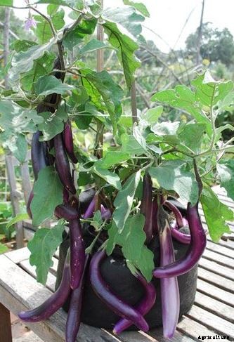 Growing Vegetables in Pots / Containers