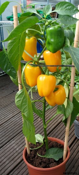 Growing Vegetables in Pots / Containers