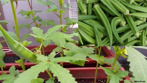 Growing Vegetables in Pots / Containers