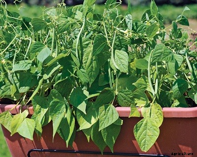 Growing Vegetables in Pots / Containers