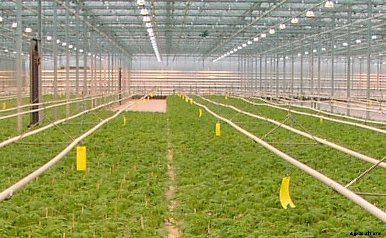 Greenhouse Farming Information Guide For Beginners