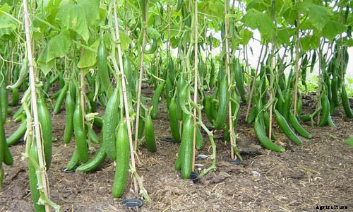 Cucumber Farming; Planting; Care; Harvesting Guide
