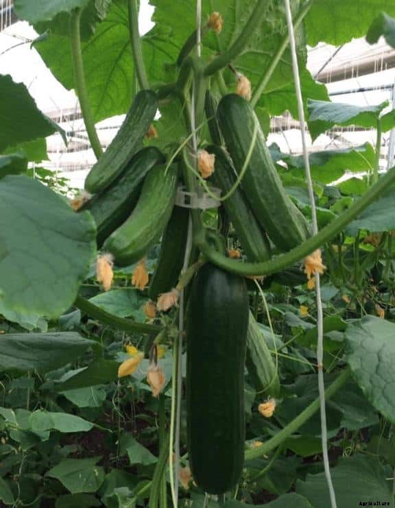 Cucumber Farming; Planting; Care; Harvesting Guide