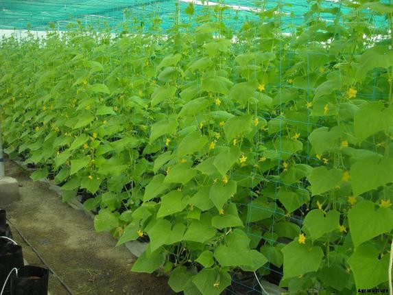Cucumber Farming; Planting; Care; Harvesting Guide