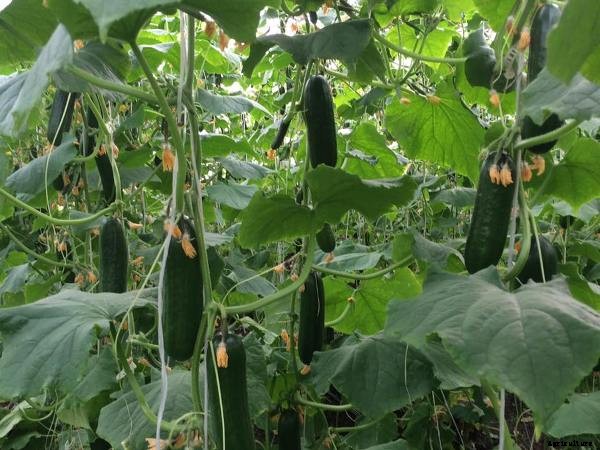 Cucumber Farming; Planting; Care; Harvesting Guide