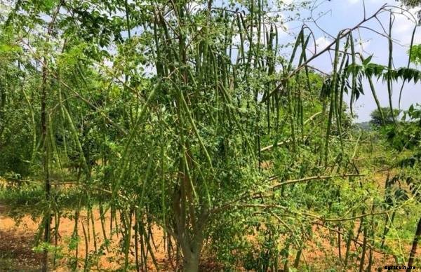 Drumstick Farming, Planting, Seed Rate, Harvesting Guide