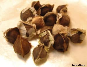 Drumstick Farming, Planting, Seed Rate, Harvesting Guide