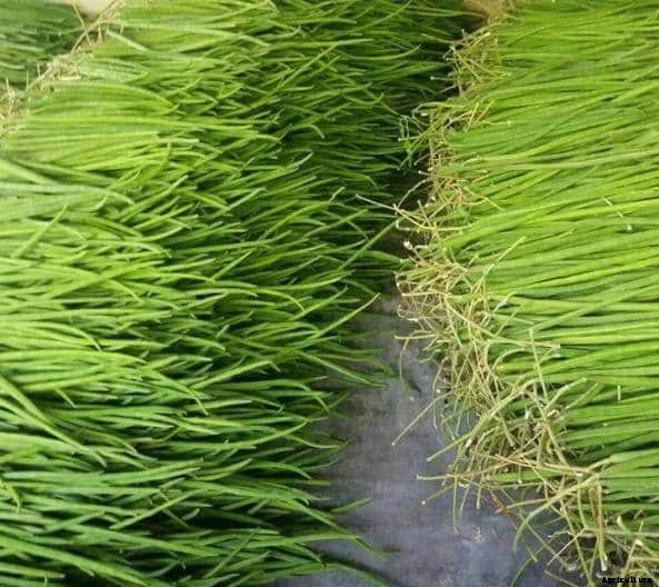 Drumstick Farming, Planting, Seed Rate, Harvesting Guide