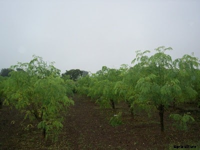 Drumstick Farming, Planting, Seed Rate, Harvesting Guide