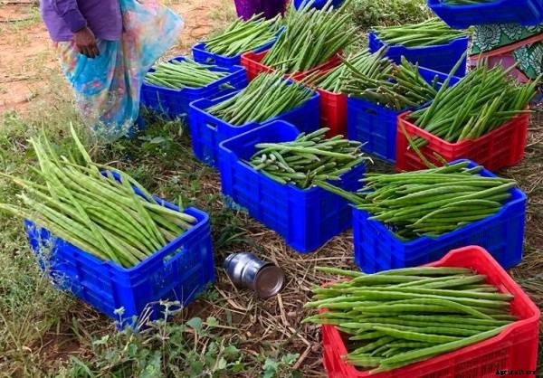 Drumstick Farming, Planting, Seed Rate, Harvesting Guide