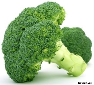 Broccoli Farming; Planting; Care; Harvesting – A Full Guide