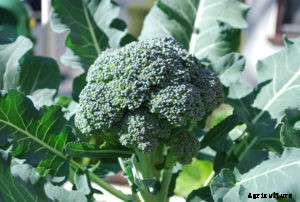 Broccoli Farming; Planting; Care; Harvesting – A Full Guide