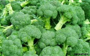 Broccoli Farming; Planting; Care; Harvesting – A Full Guide