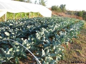 Broccoli Farming; Planting; Care; Harvesting – A Full Guide