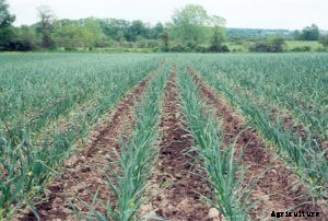 Garlic Farming; Planting; Care; Harvesting – A Full Guide