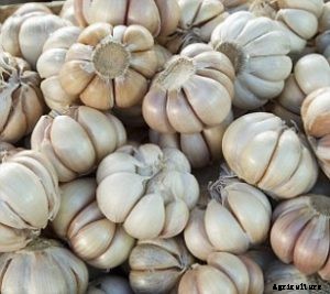 Garlic Farming; Planting; Care; Harvesting – A Full Guide