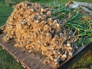 Garlic Farming; Planting; Care; Harvesting – A Full Guide