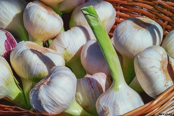 Garlic Farming; Planting; Care; Harvesting – A Full Guide