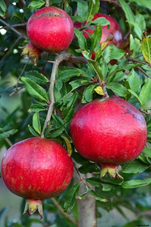 Growing Dwarf Pomegranate – From Seed, Winter Care