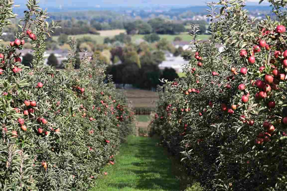 High Density Apple Farming – Planting, Spacing, Yield In India